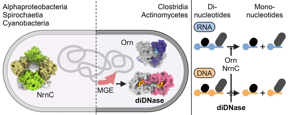 Specialists among the bacteria: DiDNases are specialized molecular scissors and only cut up small pieces of DNA.