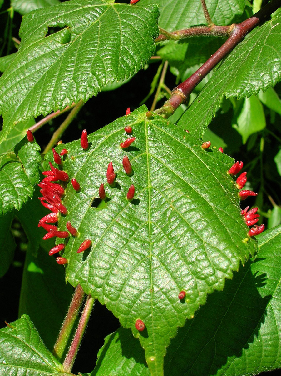 Nail galls on a leaf.