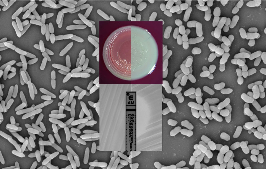 Photo showing effects on cell shape, biofilm formation, and antibiotic resistance.