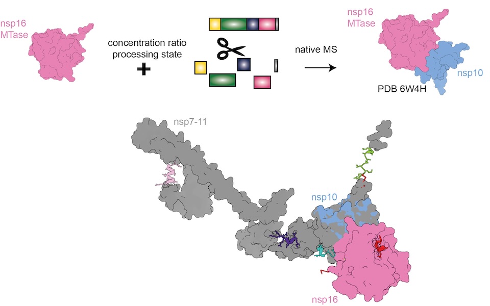 Schematische Darstellung der Untersuchung von Coronavirus-Proteinen: Oben links ist das Protein nsp16 (pink) zu sehen, rechts das Protein-Komplex aus nsp16 (pink) und nsp10 (blau). Dazwischen wird gezeigt, wie lange Proteinstränge (polyproteins) in einzelne Abschnitte geschnitten werden. Die Analyse erfolgt mit „native MS“ (Massenspektrometrie). Unten ist eine Molekülstruktur von nsp7-11 (grau) mit gebundenem nsp10 (blau) und nsp16 (pink) sowie weiteren farblich gekennzeichneten Abschnitten dargestellt. Schematische Darstellung der Untersuchung von Coronavirus-Proteinen: Oben links ist das Protein nsp16 (pink) zu sehen, rechts das Protein-Komplex aus nsp16 (pink) und nsp10 (blau). Dazwischen wird gezeigt, wie lange Proteinstränge (polyproteins) in einzelne Abschnitte geschnitten werden. Die Analyse erfolgt mit „native MS“ (Massenspektrometrie). Unten ist eine Molekülstruktur von nsp7-11 (grau) mit gebundenem nsp10 (blau) und nsp16 (pink) sowie weiteren farblich gekennzeichneten Abschnitten dargestellt.