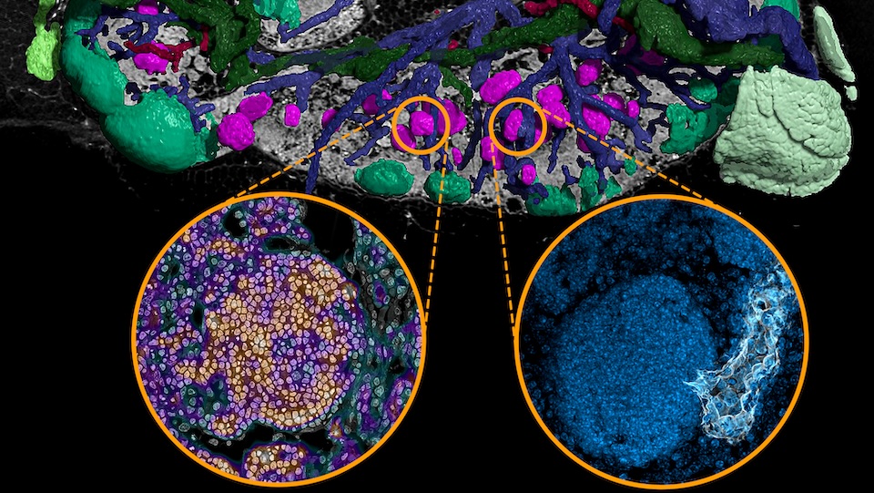 Coloured 3D visualisation of a microscopic image of the lymph node of a mouse