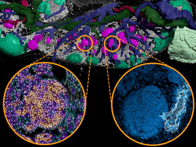 Farbige 3D-Darstellung eines Mikroskopbildes eines Mäuselymphknotens.