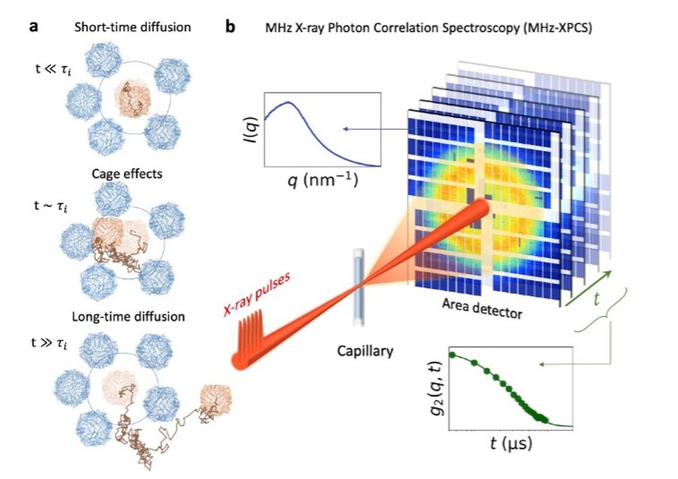 Diagram showing particle diffusion and MHz X-ray correlation spectroscopy with detector, time axis, and scattering plots.