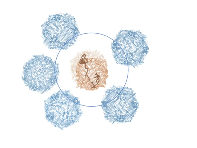 Ein kugelförmiges Protein ist von vier Proteinen desselben Typs umgeben, die die Bewegung des Proteins in der Mitte zeigen.