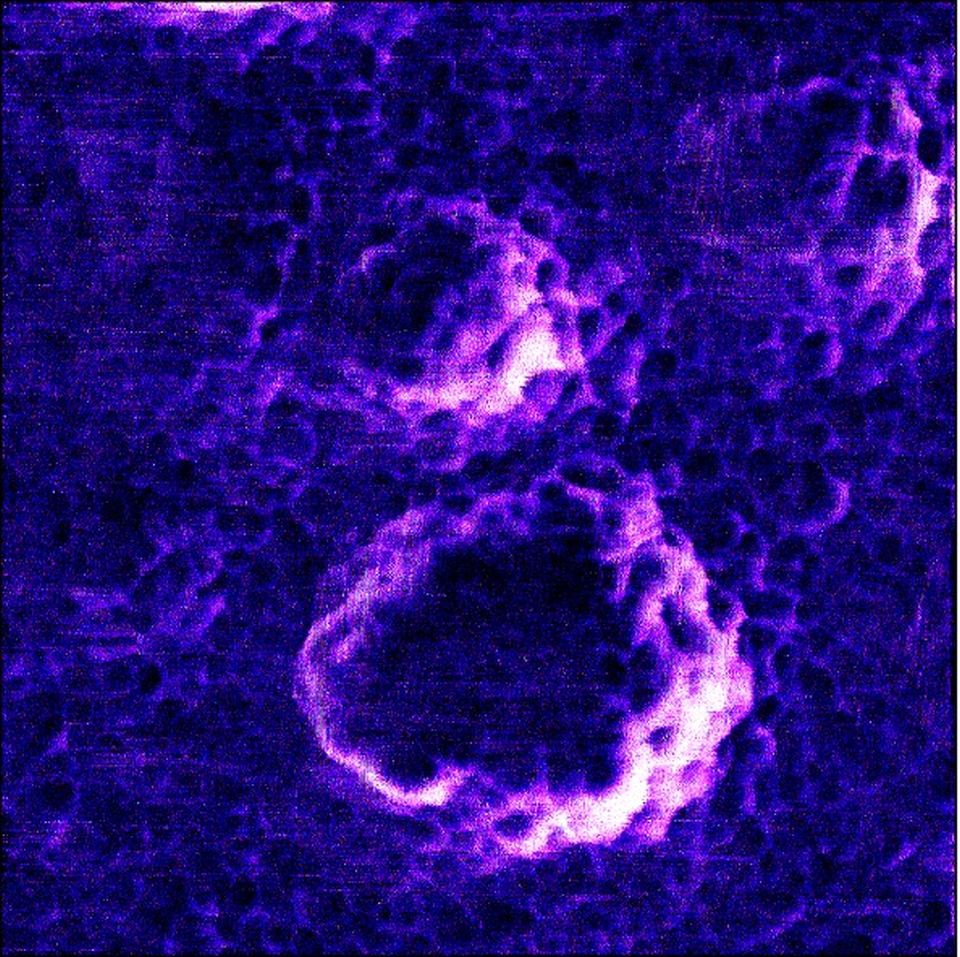 Rasterkraftmikroskopieaufnahme in Violetttönen zeigt die Oberflächenmorphologie eines Virus mit mehreren runden Strukturen.