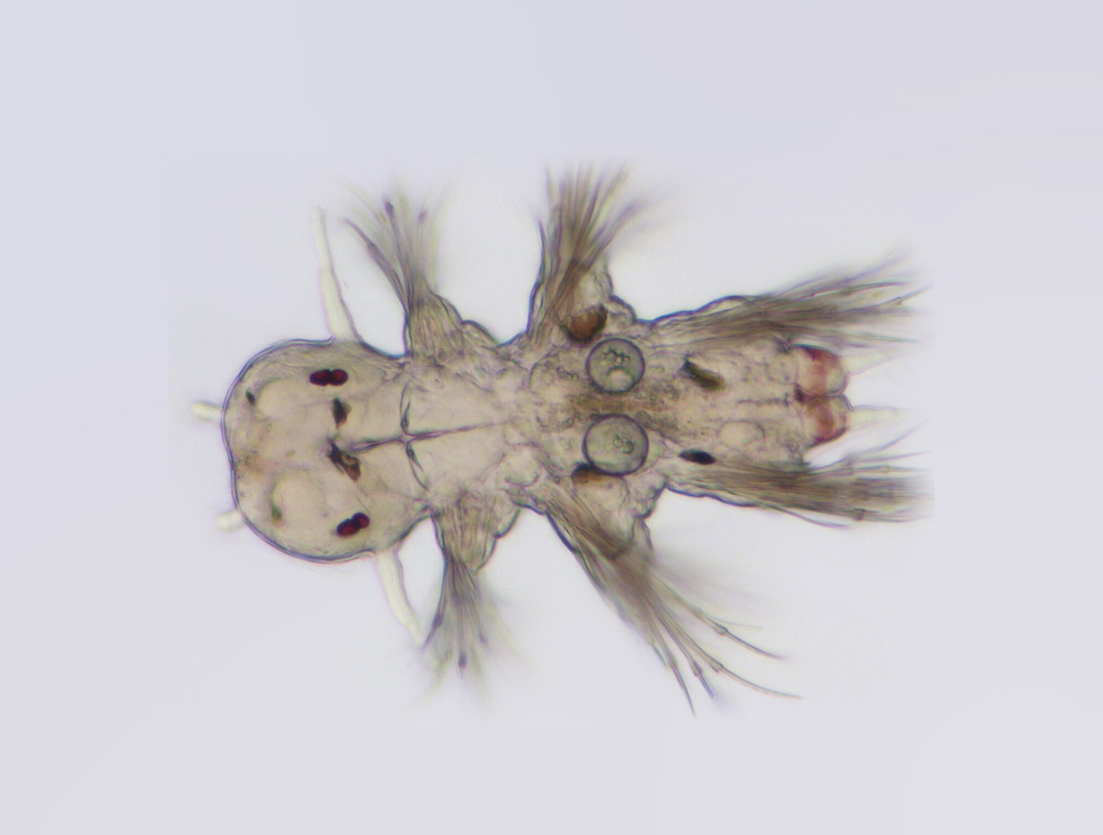 Larve von Platynereis dumerilii.