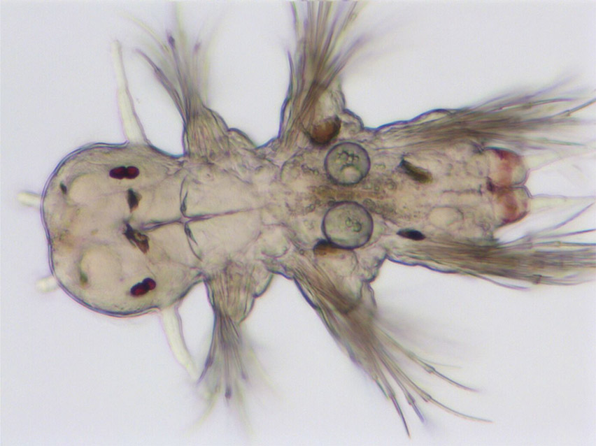 Eine Larve von Platynereis dumerilii. Gesamtansicht. Eine Larve von Platynereis dumerilii. Gesamtansicht.