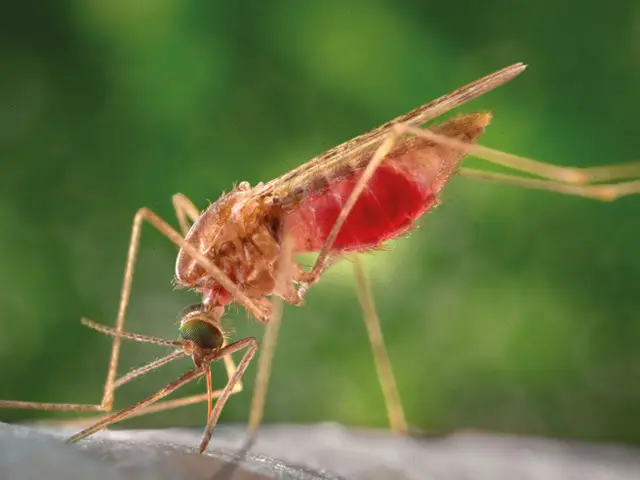 Photo of a mosquito sucking blood.
